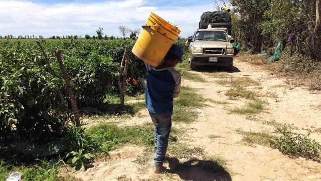  EU financiará proyecto en SLP para combatir el trabajo infantil y forzado