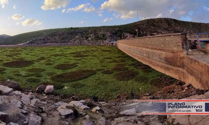  Afirma CEA haber hecho su parte respecto al lirio acuático en la Presa San José