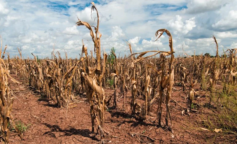  Sequía en SLP afectó el 30% del campo