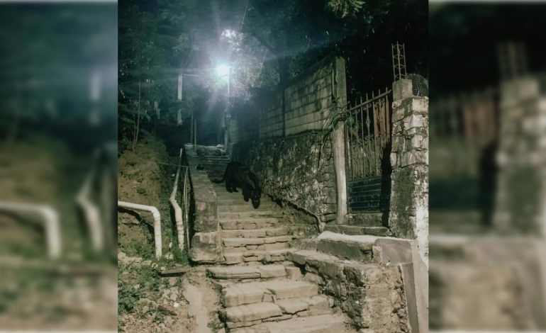  Falso: imágenes de presunto ataque de pantera en la Huasteca potosina