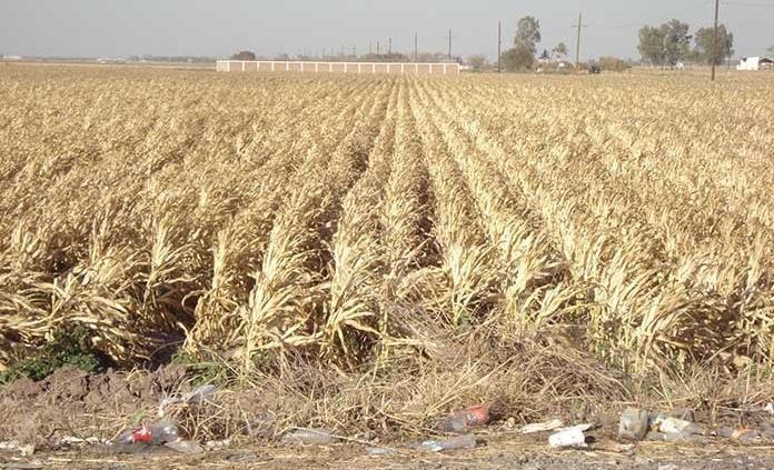  Cultivos de la capital también han sido afectados por la sequía