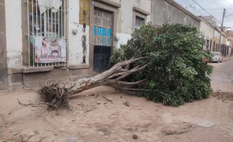  (VIDEO) Por obras en San Miguelito, derriban árbol con 20 años de antigüedad