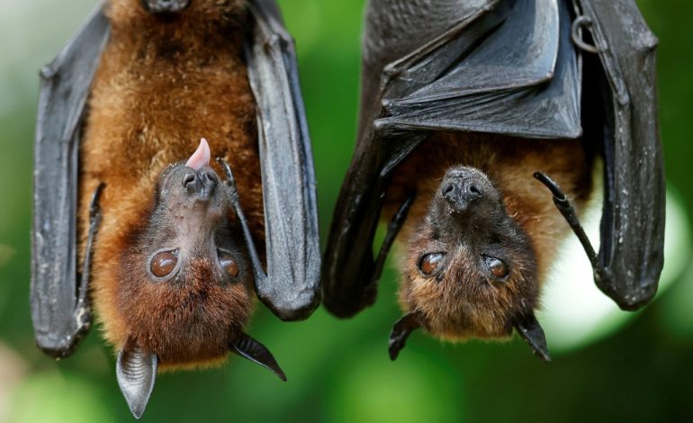  Sequía dificulta investigaciones sobre murciélagos en la Sierra de Álvarez