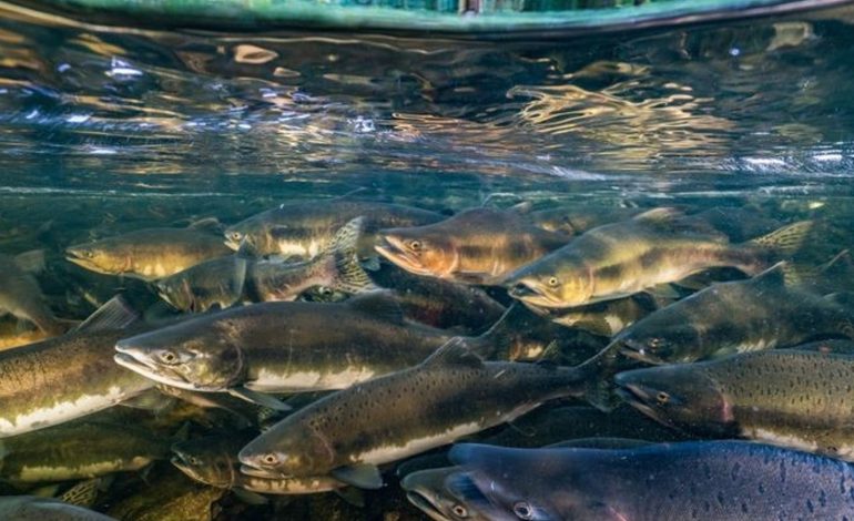  Detectan disminución de especies piscícolas en la Huasteca por sequía