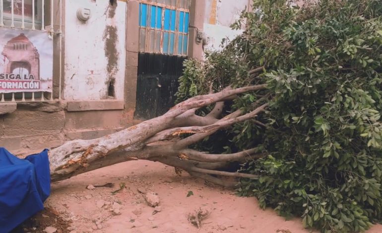  Solicitan a Seduvop justificar remoción de árbol en San Miguelito