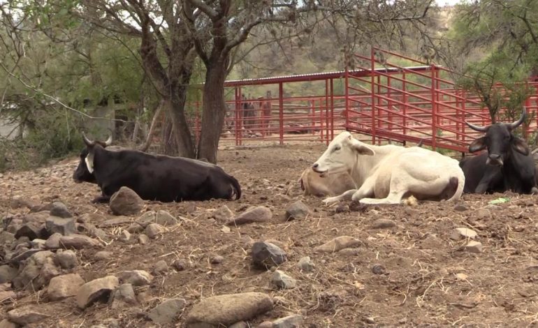  Sequía afecta a los productores ganaderos en Ciudad Fernández