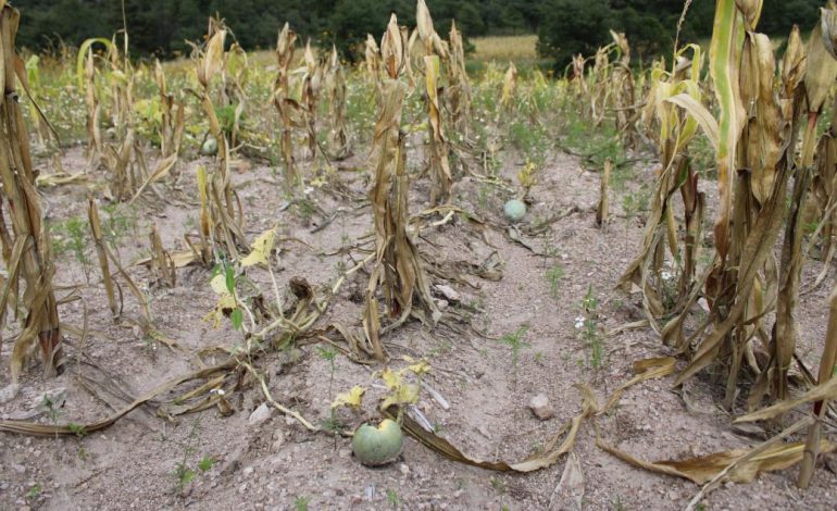  Sequía afectó gravemente al sector agrícola potosino: CCI