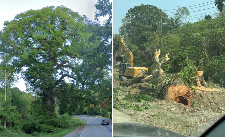  Talan árbol de casi 200 años por ampliación de carretera en la Huasteca