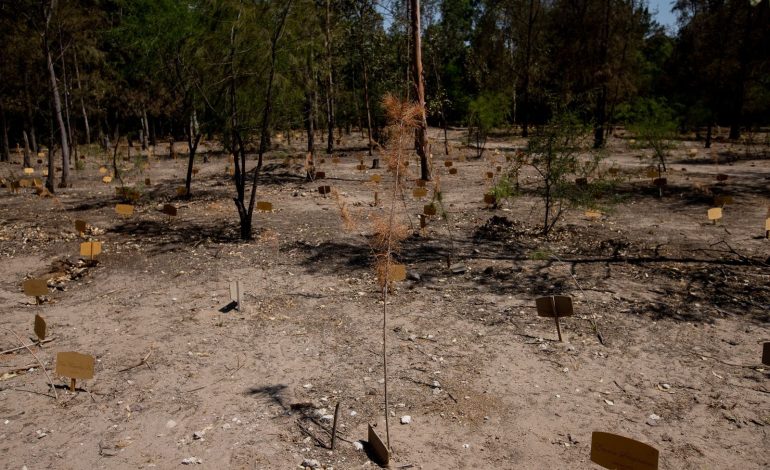  Se recuperará el Bosque de la Vida con riego permanente: alcaldesa