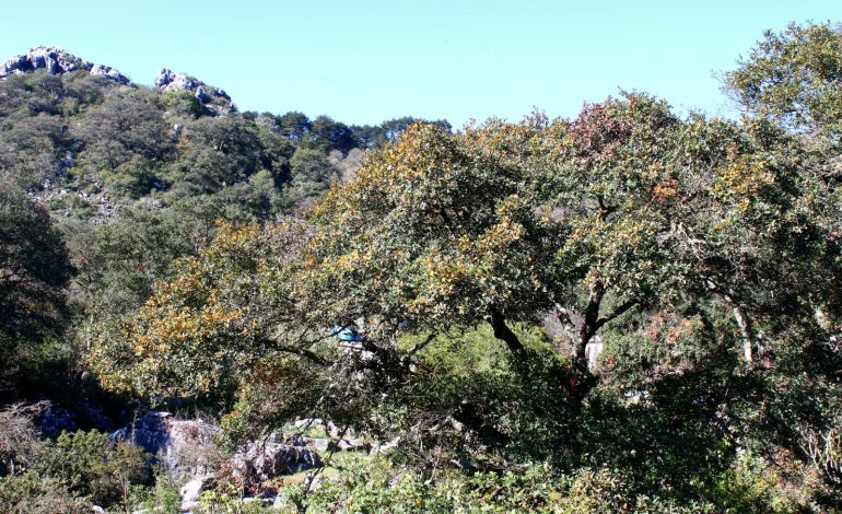  Solicitan a Segam un técnico forestal para combatir plaga en la Sierra de Álvarez