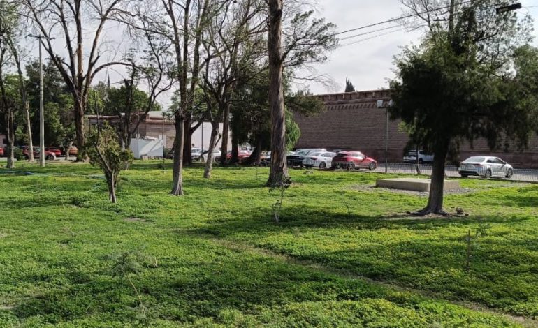  A un año de la reforestación ciudadana en el barrio de SJG y el Ceart, sigue el compromiso
