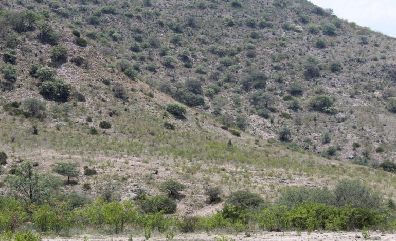  Reforestación en la Sierra de San Miguelito puede disminuir inundaciones