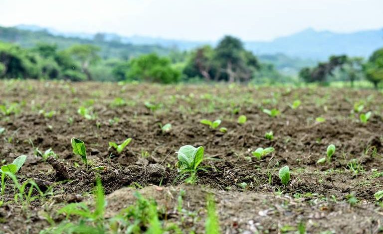  Desfogue de la presa San José dejó anegadas 400 hectáreas de cultivo en La Tinaja