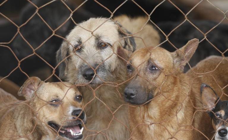  La indiferencia gubernamental agrava el desamparo y la violencia animal en SLP