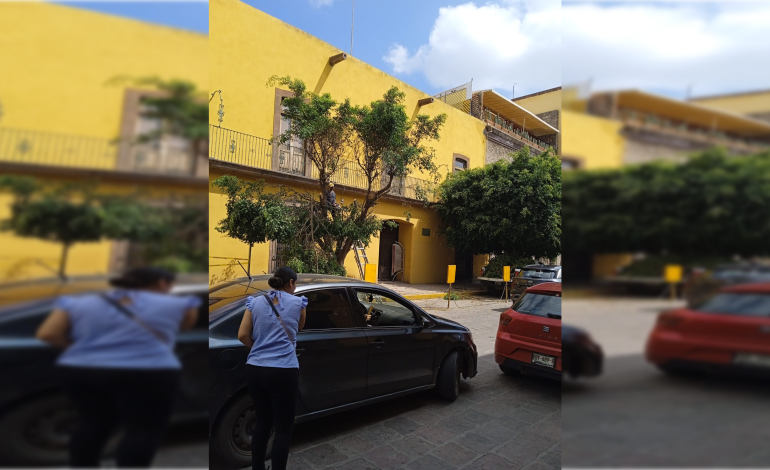  Buscarán el aumento a las sanciones por poda severa de árboles en SLP