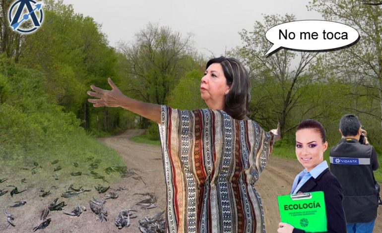  Donde manda tucán, no hay justicia para golondrinas