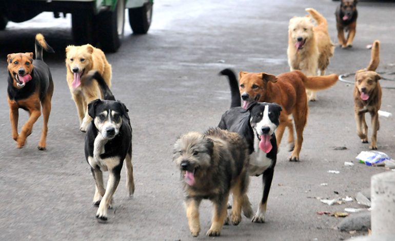  SLP y la problemática por abandono y maltrato de perros callejeros