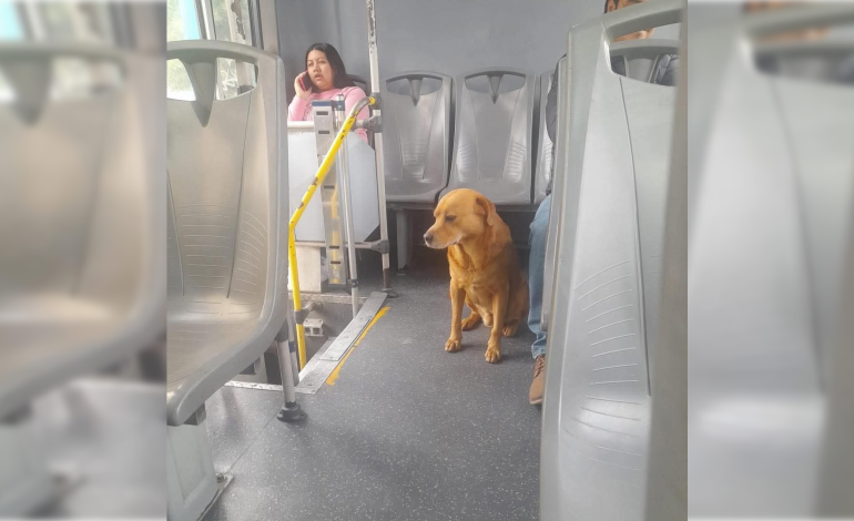  Roky Agundis, el perro más buscado en San Luis Potosí