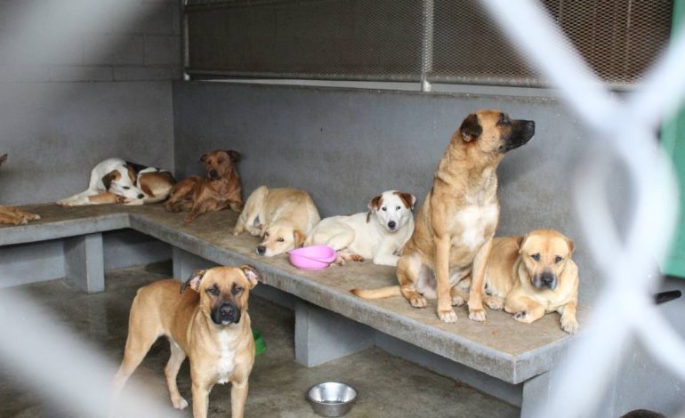  Aumentan las denuncias por maltrato animal en SLP