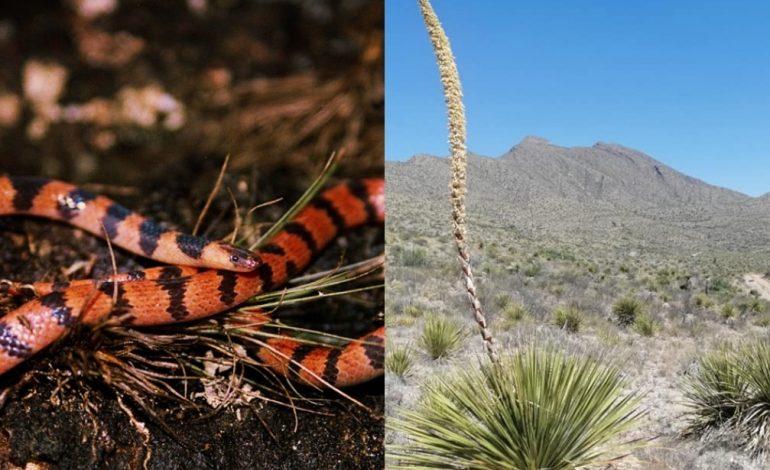  Detectan especies endémicas de SLP en riesgo