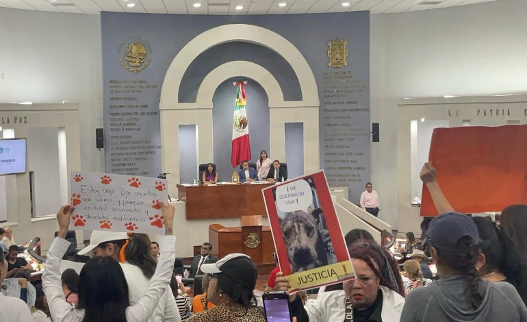  Video | Tras caso de maltrato animal, exigen al Congreso endurecimiento de penas