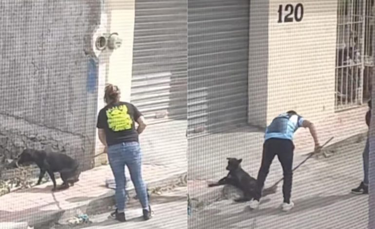  Denuncian nuevo caso de maltrato animal; ahora en Charcas