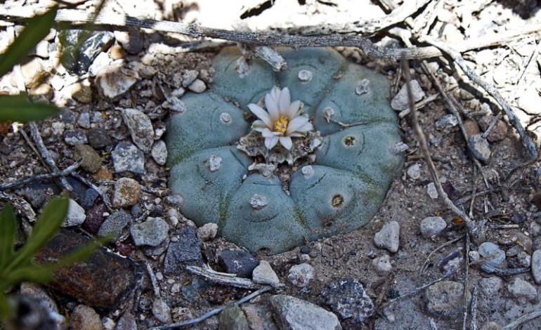  Peyote será reconocido como especie en peligro de extinción por Semarnat