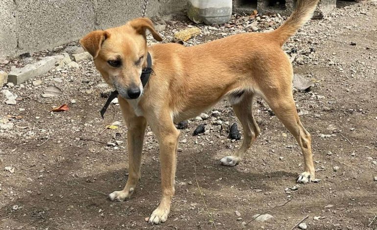  Ayuntamiento de SLP recibe hasta 10 denuncias diarias por maltrato animal