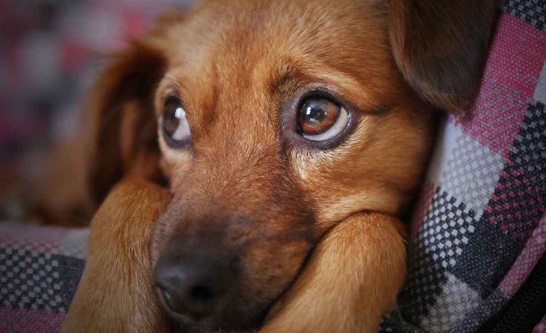  Detienen a 3 presuntos implicados en la muerte de la perrita Hope