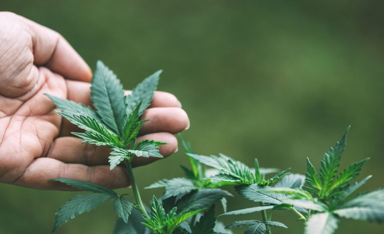  Galindo llama a un debate serio sobre la legalización de la marihuana