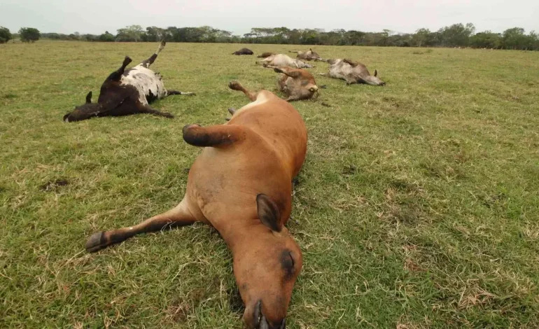  Reportan al menos 27 muertes de ganado por altas temporadas en la Huasteca