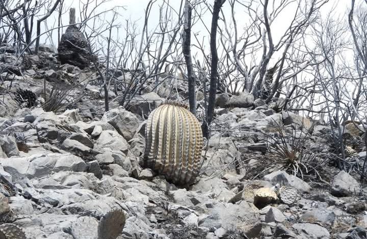  Incendio en La Tapona destruye especies protegidas por Semarnat