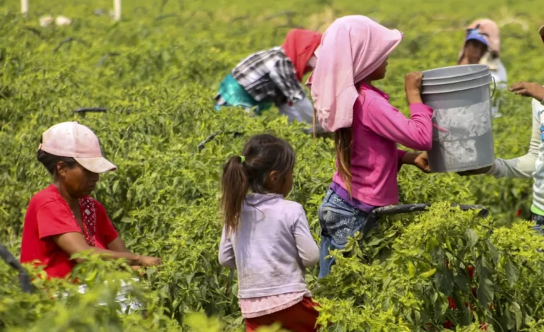  7.1% de las niñas y niños de SLP trabajan en condiciones peligrosas: INEGI