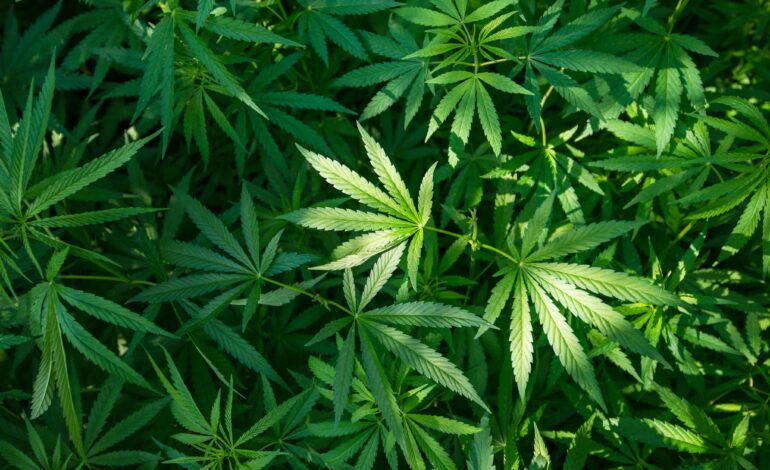 Encuentran marihuana sembrada en jardines públicos de la capital potosina