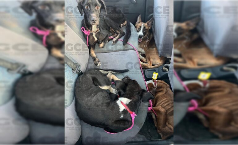  Rescate de perros en Jacarandas revela falta de protocolos, afirma alcalde