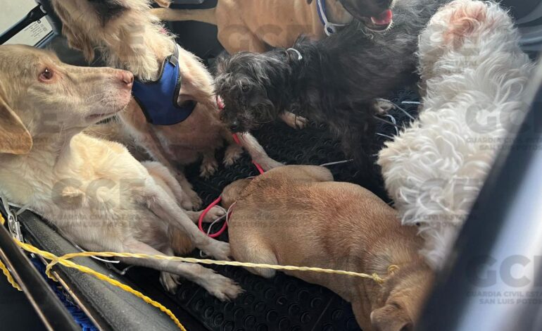  FGE investiga caso de maltrato animal en colonia Jacarandas