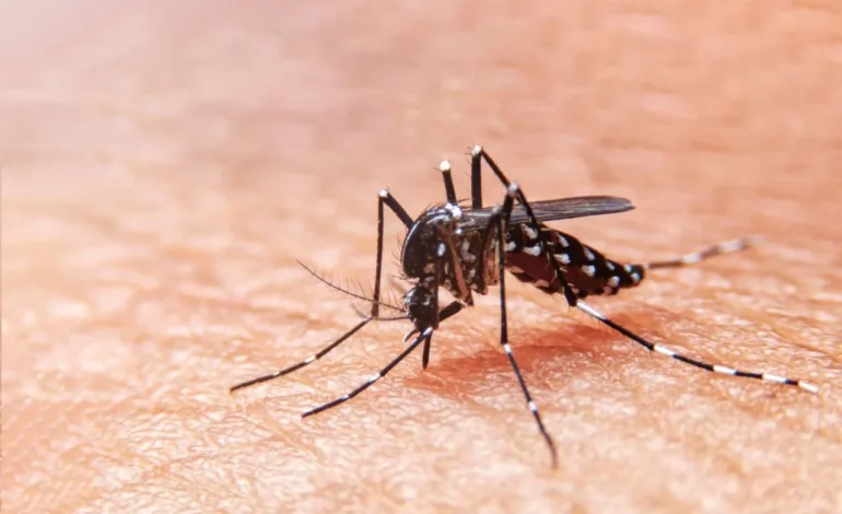  SLP registra 148 casos de dengue en lo que va del año