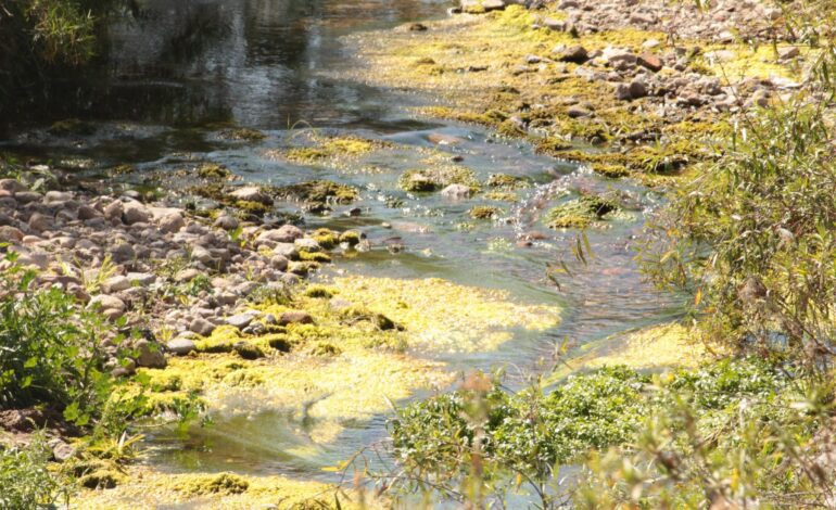  Confirma Galindo contaminación en el río Paisanos por descargas irregulares