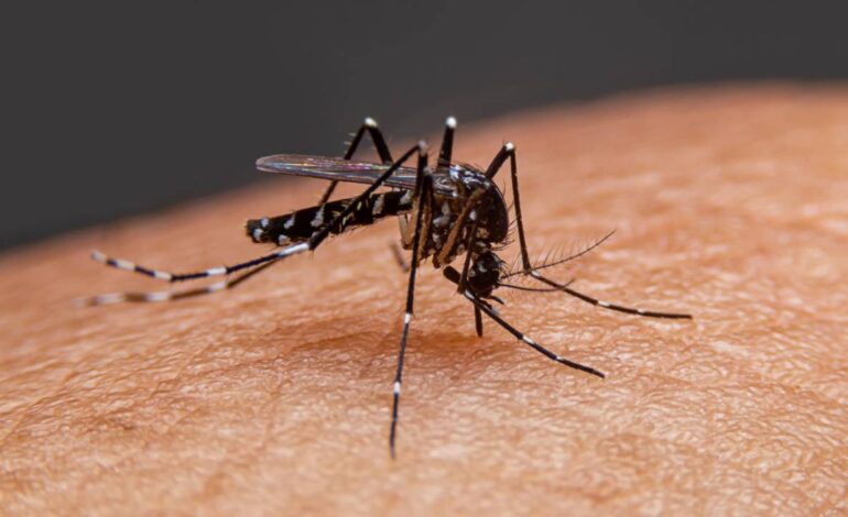  Confirman 120 casos de dengue en la Huasteca Norte