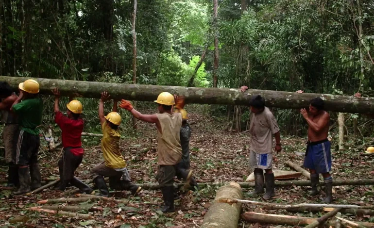  El manejo forestal comunitario, una estrategia de rescate de ejidos y comunidades