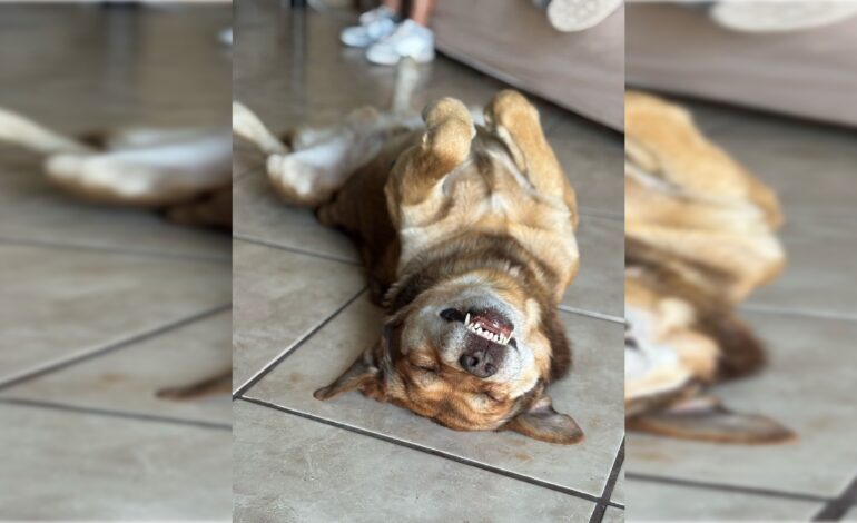  Denuncian asesinato del perrito Canelo en Soledad de Graciano Sánchez