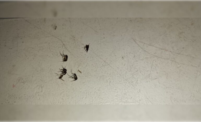  Crece preocupación por plaga de zancudos en la Huasteca