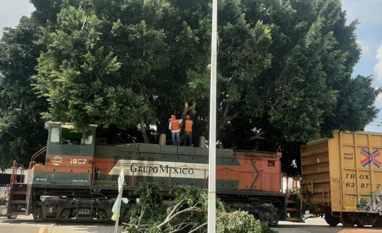  Poda ilegal de árbol patrimonial en SLP activa proceso sancionador