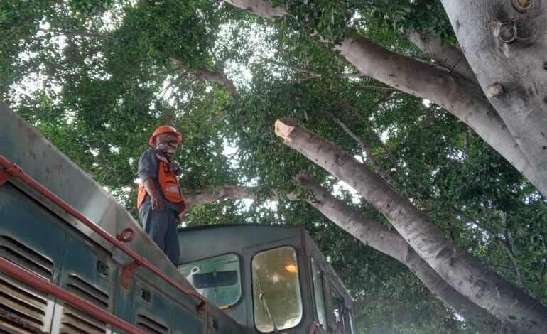  Multa contra empresa por poda ilegal de árbol patrimonial es insuficiente: Cristian Azuara