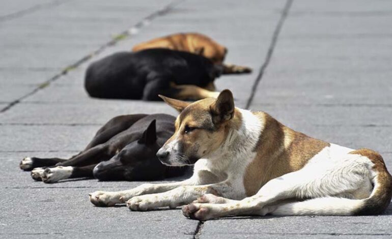  Envenenamiento masivo suma al menos 45 perros muertos en Salinas