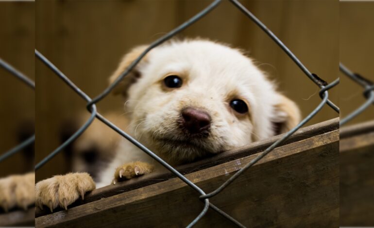  Refugio y hospital para animales operará desde agosto en SLP