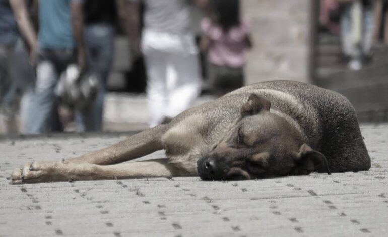  Aumentan denuncias por maltrato animal en SLP: FGE