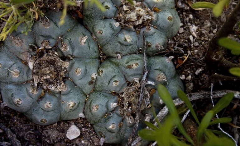  El uso de peyote en ceremonias no indígenas, entre la ilegalidad y el rescate de la cultura Wixárika