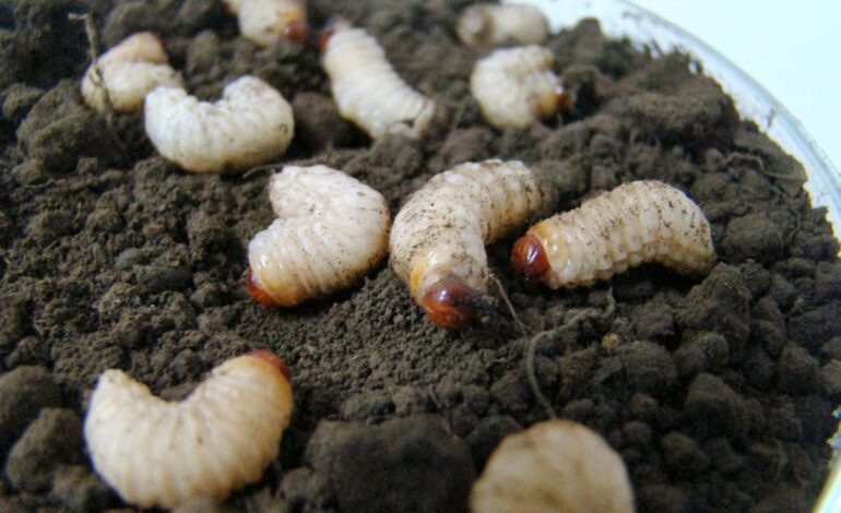  Aplicación de hongos para combatir plaga del maguey puede afectar la cadena trófica
