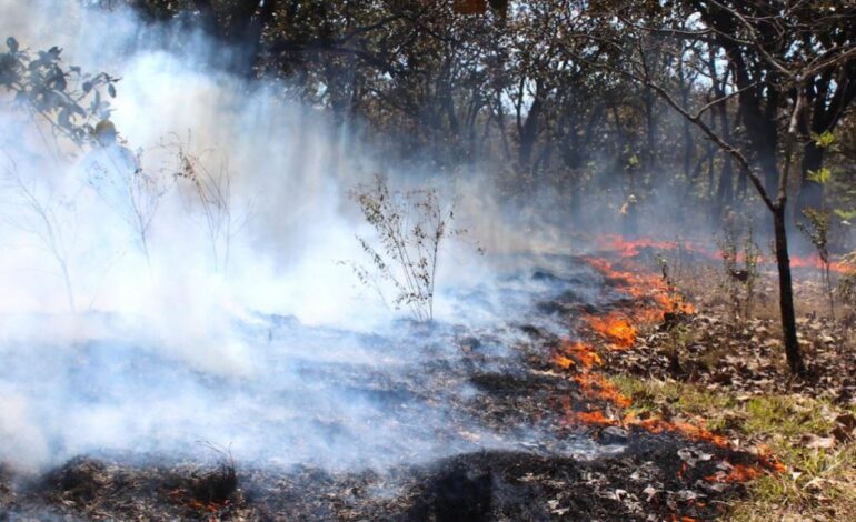  En 9 meses han sido arrasadas más de 16 mil hectáreas por incendios en SLP